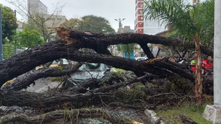 Corrientes un árbol de gran tamaño cayó sobre dos autos en Costanera