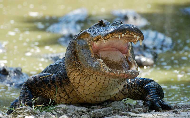 Tailandia: un domador de cocodrilos casi pierde el brazo [Video]